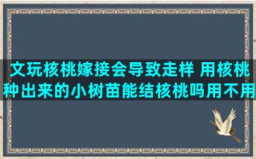 文玩核桃嫁接会导致走样 用核桃种出来的小树苗能结核桃吗用不用嫁接